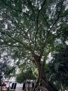Finca Villa Esther con Piscina - 1
