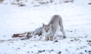 Det Vita Huset Gubbhögen - 7