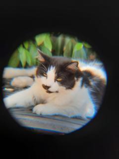 Farfalle in fiore Guesthouse - 8