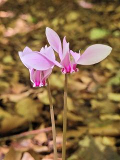 Farfalle in fiore Guesthouse - 9