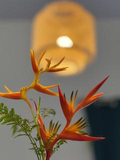 Vaihi's Garden Huahine - 9