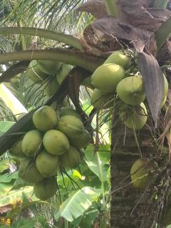 Fadel Bungalow ฟาดิลบังกะโล - 1