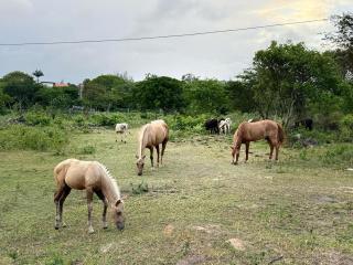 Escapada perfeita! Casa de Campo - 1