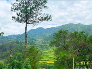 Glamping Cabins in the Sky! - 6
