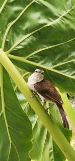 CALABAZO Casa MonoCai - 1