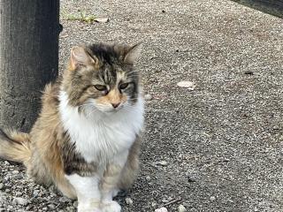 Country Cottage On City Doorstep - 3