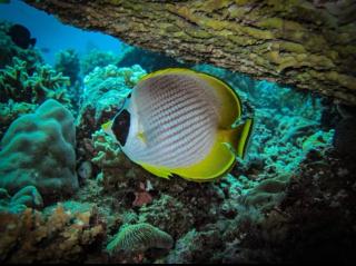 Hello Kitty Dome Beach Resort Dauin - 7