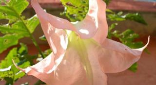 Mystique Highland Resort - 1