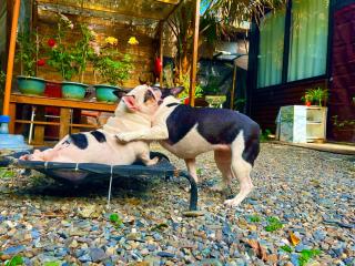 綠宿 4人獨立包棟 - 7