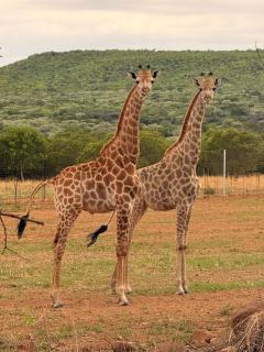 Welgedacht Lodge - 1