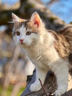 Zauberhafte Ferienwohnung in Idyllischer Lage - 7