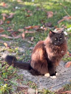 Zauberhafte Ferienwohnung in Idyllischer Lage - 1