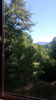 Cabañas bosque sur - 1