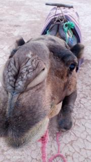 Iriki Desert Camp Foum Zguid -  - 8