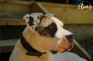 Cafeteria y Cabañas Eluney - Cohigue - 5