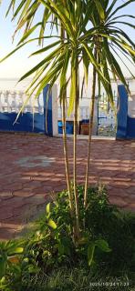 شقة الساحل - 2