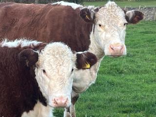 Waterside Cottages - 3