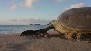 Mohéli Laka Lodge Beach and Diving Resort - 7