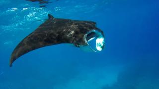 Mohéli Laka Lodge Beach and Diving Resort - 5