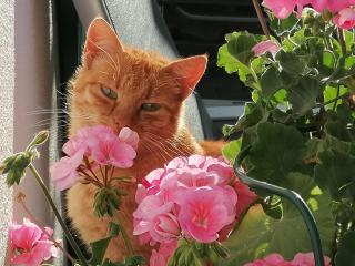 Ferienhof Hefele Ferienwohnung Hopfensee mit KönigsCard - 6