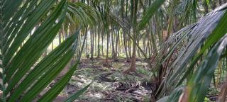 Sthala Organic Farm Stay - 6