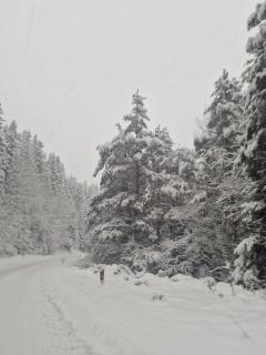 Apartman Suzii - Pale - 5