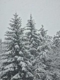 Apartman Suzii - Pale - 6