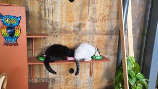 Personal blue house Madeira - 4