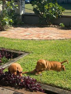 Sunset House - Oceanstays - Yamba - 7