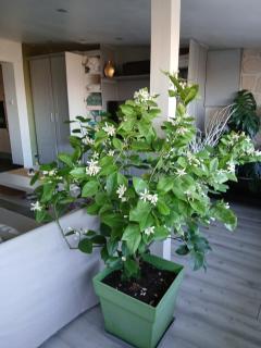 Le Coq De Champagne - Dormans - 8