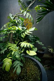 Luna Living Galle 3BHK with Pool - 5