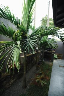 Luna Living Galle 3BHK with Pool - 2