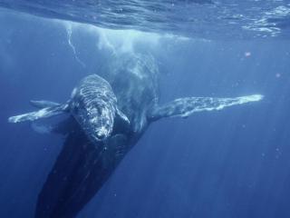 Mohéli Laka Lodge Beach and Diving Resort - 3