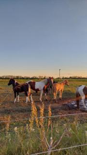 Cabaña Alta Vista - 5