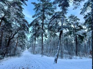 Kindvriendelijk sfeervol vakantiehuis Bosgeneugte bij zwembad op de Veluwe - 7