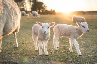 Zoa Villa Samsun - 2