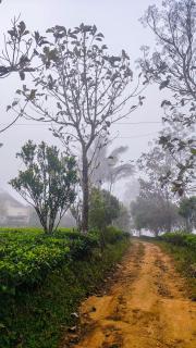 Vidyas Retreat's Rustic Roots - 0