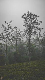 Vidyas Retreat's Rustic Roots - 9