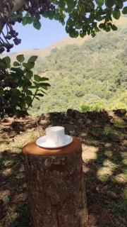 Vidyas Retreat's Rustic Roots - 3