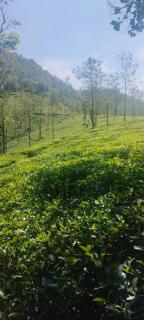 Vidyas Retreat's Rustic Roots - 2