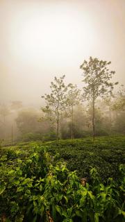 Vidyas Retreat's Rustic Roots - 1