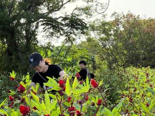 La Tree 普椿農場木子莊園 - 6