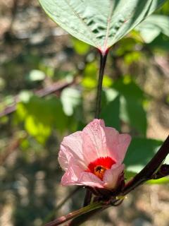 La Tree 普椿農場木子莊園 - 7