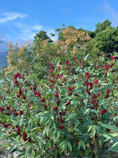 La Tree 普椿農場木子莊園 - 8