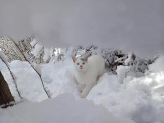 Raffreiderhof Apt Fichte - 7