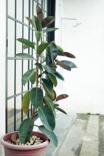 Hidden Leaf Private Resort - 5