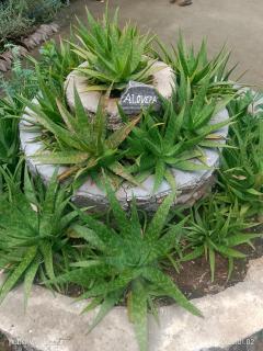 Aloe Vera Garden Homestay - 4