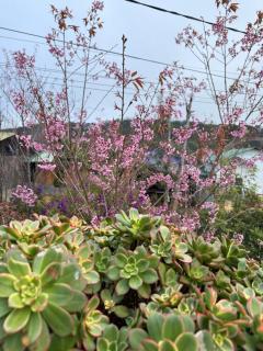 Nhà bên rừng - 6