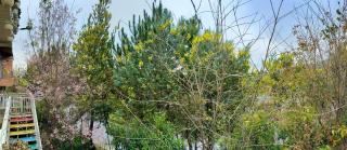 Nhà bên rừng - 8