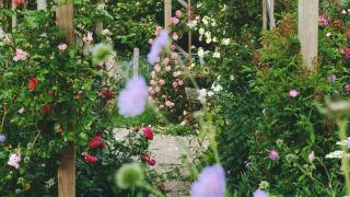 Shelter i sansehave - 2